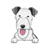 Irish Wolfhound 3