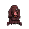 Irish Setter 2