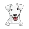 Jack Russell Terrier (White)