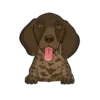 German Shorthaired Pointer 4