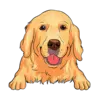 Golden Retriever 1