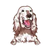 Irish Setter 1