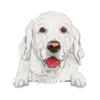 Golden Retriever (White)