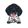 German Shorthaired Pointer 5