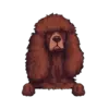 Irish Water Spaniel