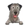 Irish Wolfhound
