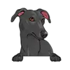 Greyhound (Black)