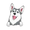 Husky 1