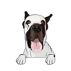 Great Dane 6