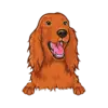 Irish Setter 3