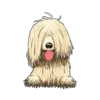 Komondor 2