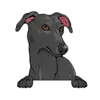 Greyhound (Black)