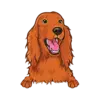 Irish Setter 3