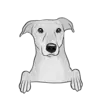 Greyhound 1
