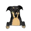 Greyhound 3