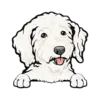 Goldendoodle (White)