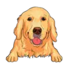 Golden Retriever 1