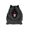 Keeshond 2