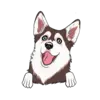 Husky 7