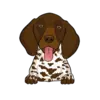 German Shorthaired Pointer 2
