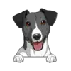 Jack Russell Terrier (Black White)