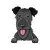 Irish Wolfhound 2