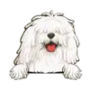 Komondor