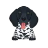 German Shorthaired Pointer 5