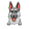 German Shepherd 2