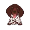 German Shorthaired Pointer 3