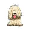 Komondor 2