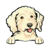 Goldendoodle (Cream)