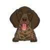 German Shorthaired Pointer 4