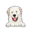 Great Pyrenees 2
