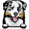 Australian Shepherd 1