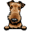 Airedale 1