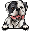 American Bulldog 2