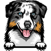 Australian Shepherd 3