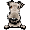 Airedale 3