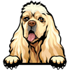 American cocker spaniel 1