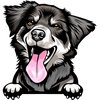 Australian Shepherd 6