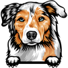 Australian Shepherd 4