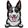 Australian Cattle Dog 3