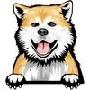 Akita 2