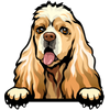 American cocker spaniel 2