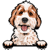 Aussiepoo 2
