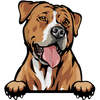 American Staffordshire Terrier 2