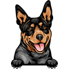 Australian Kelpie 1