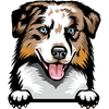 Australian Shepherd 2