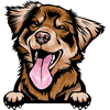 Australian Shepherd 5